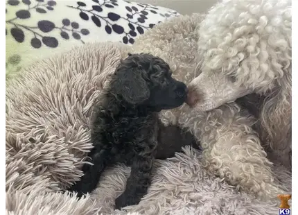 Jack available Poodle puppy located in Kissimmee